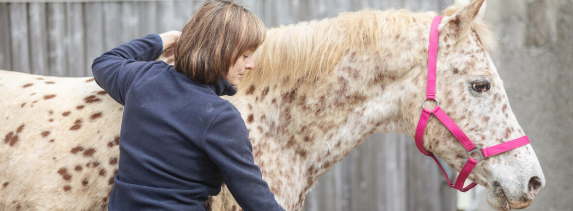 equisio ablauf manualtherapie pferd